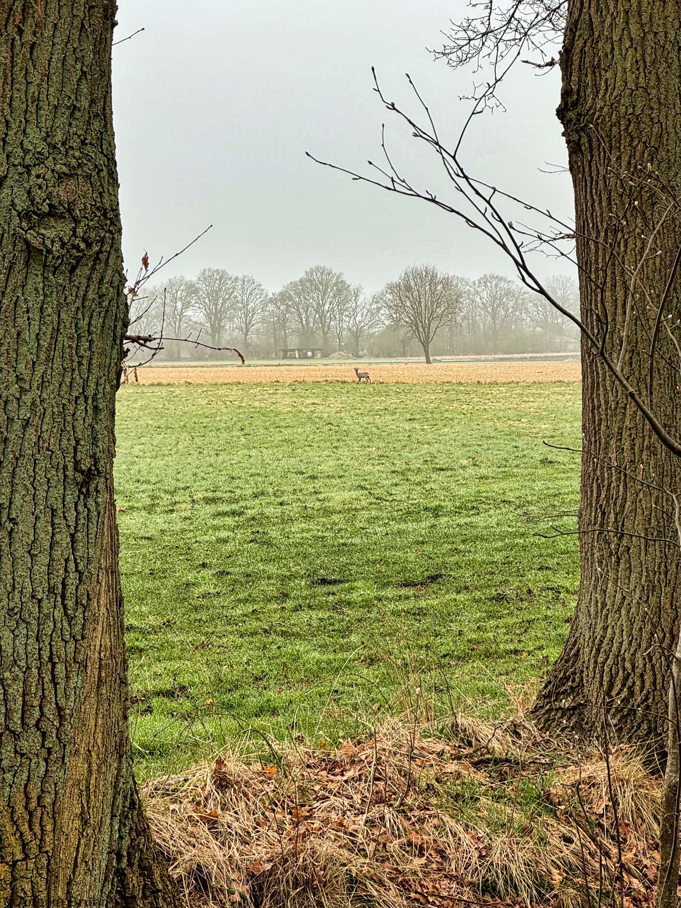 Reh auf dem Feld